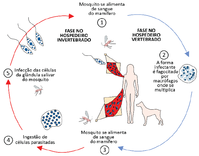 A figura representa o ciclo da leishmania