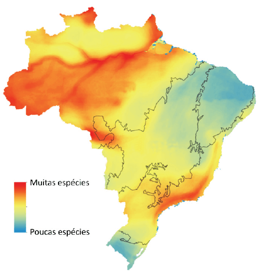 O mapa mostra a variação do número de espécies de aves no território brasileiro