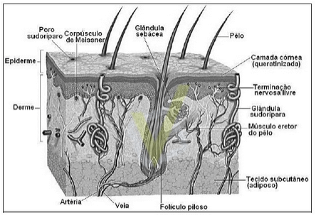 A Figura 1 representa um corte longitudinal de um pedaço da pele humana, em que foram destacadas algumas estruturas.