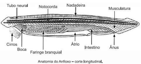 O anfioxo, mostrado na figura, é o representante tipo do último subfilo.