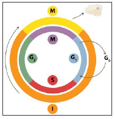 imagem do ciclo celular