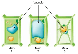 A figura mostra o processo de osmose na célula vegetal em três diferentes meios.