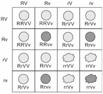 quadro com demonstração da 2° lei de mendel