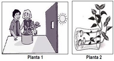imagem sobre esses movimentos relacionando-os às plantas 1 e 2.