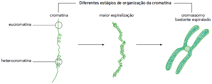 esquema do cromossomo apresentado acima