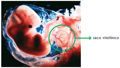 imagem do saco vitelínico