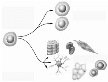 A figura acima ilustra o conceito de células-tronco