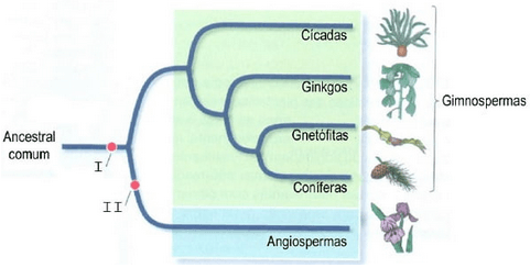 figura que ilustra as relações evolutivas dos grupos das Gimnospermas e Angiospermas.