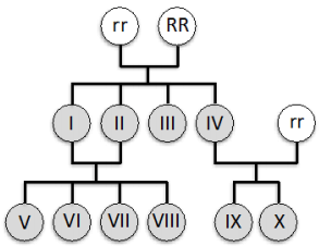 esquema do heredograma