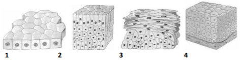 Os esquemas acima representam a histologia de alguns tecidos epiteliais.