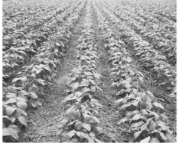 A imagem abaixo mostra a prática de plantio direto na palhada.