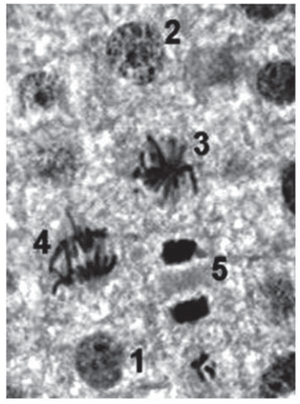 A imagem corresponde ao tecido da raiz de cebola, visto ao microscópio, e cada número marca uma das diferentes etapas do ciclo celular.