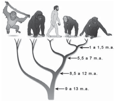 árvore filogenética