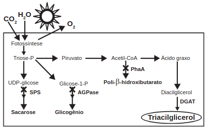 O quadro é um esquema da via de produção de biocombustível com base no cultivo de uma cianobactéria geneticamente modificada com a inserção do gene DGAT