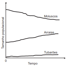 variação 4