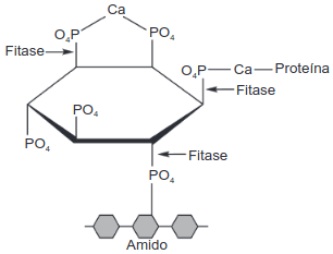 esquema de ação dessa enzima sobre o fitato
