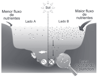 esquema que ilustra duas situações no ambiente marinho.