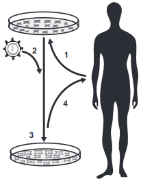 imagem de um humano e as etapas