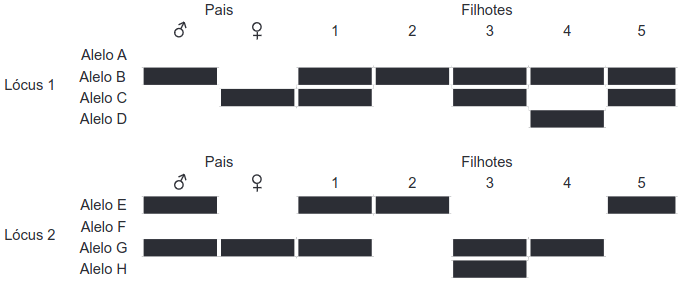 imagem dos Padrões de bandas em gel das moléculas de DNA dos indivíduos