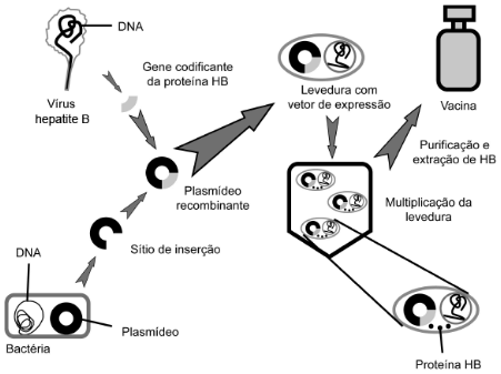 imagem da metodologia utilizada na produção de vacinas
