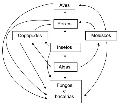 teia alimentar de ecossistema