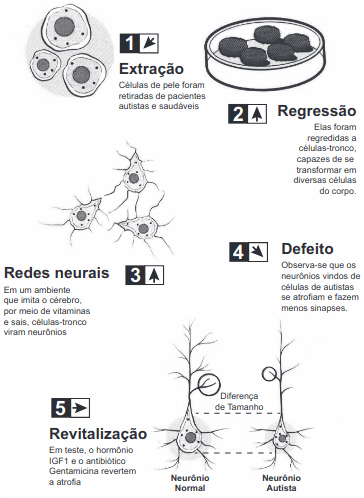 A ilustração do experimento mostra a criação de neurônios normais a partir de células da pele de pacientes com autismo