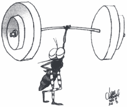 charge sobre o mosquito Aedes aegypti