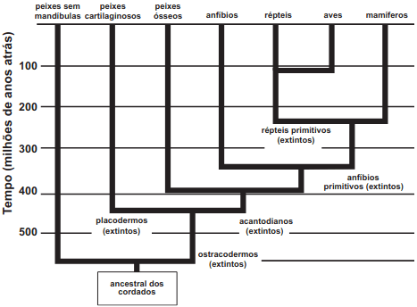 O esquema representa a história evolutiva de um grupo.
