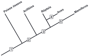 O Cladograma Representa, De Forma Simplificada, O Process...