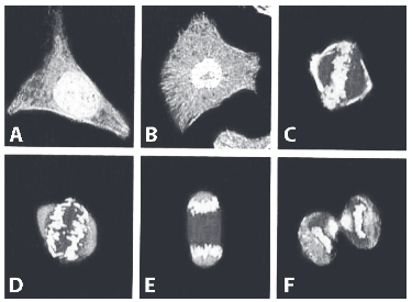 A figura apresenta diferentes fases do ciclo de uma célula somática, cultivada e fotografada em microscópio confocal de varredura a laser