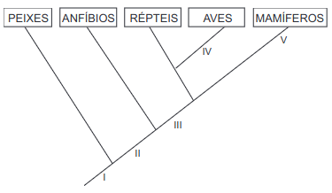 O cladograma representa relações filogenéticas entre os vertebrados.