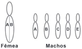 esquema para a questão sobre abelhas
