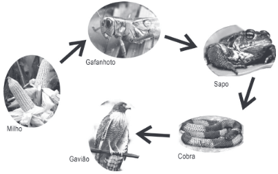 figura de um cadeia alimentar