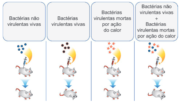 A figura ilustra diferentes etapas de um experimento realizado por Frederick Griffith em 1928 com camundongos e pneumococos